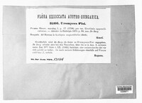 Uromyces pisi-sativi image